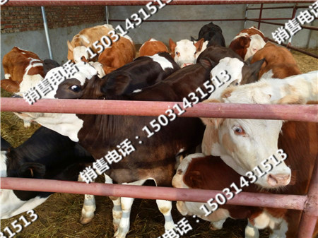 肉牛犢價(jià)格