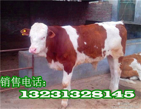小牛犢圖片