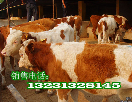 西門塔爾牛圖片